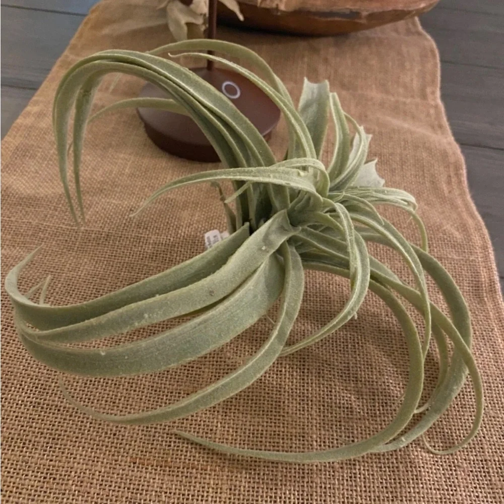 NEW POTTERY BARN Soft Mint Green Faux Air Plant Tillandsia Table Decor Display